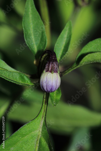 solanum physalifolium plant flower macro photo