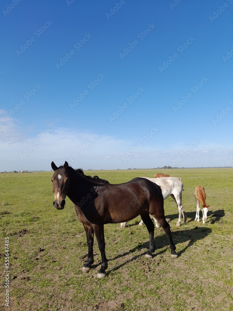 Caballos en el campo de la pradera Pampeana sudamericana con el semental cuidando a la yegua con su potrillo, forma un original y bello diseño natural con fondo del cielo azul Caballos en el campo de la pradera Pampeana sudamericana con el semental cuidando a la yegua con su potrillo, forma un original y bello diseño natural con fondo del cielo azul