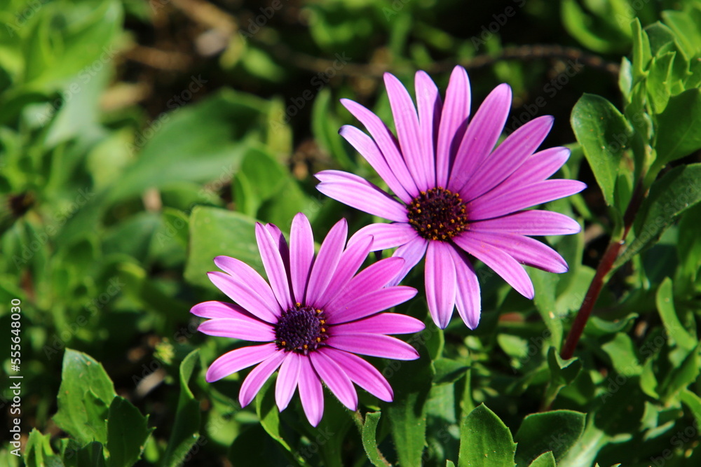 Summer flowers in a city park in Israel. Summer flowers in a city park in Israel.