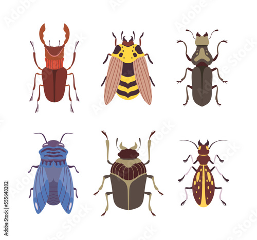 Beetles and Bugs as Winged Crawling and Creeping Insect Vector Set © topvectors