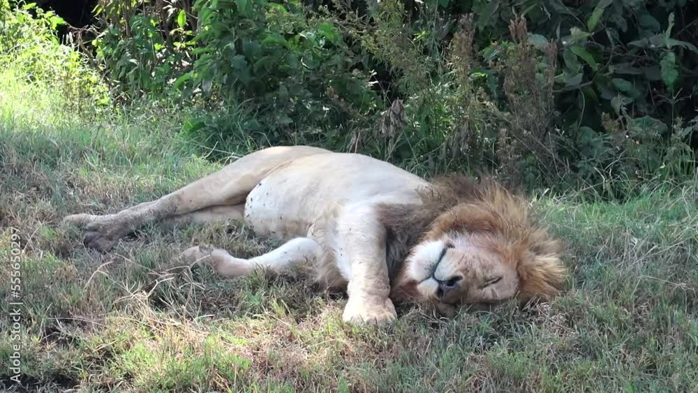 Sleepy lion rests under tree shade after hunt in Ngorongoro Crater, Tanzania Sleepy lion rests under tree shade after hunt in Ngorongoro Crater, Tanzania