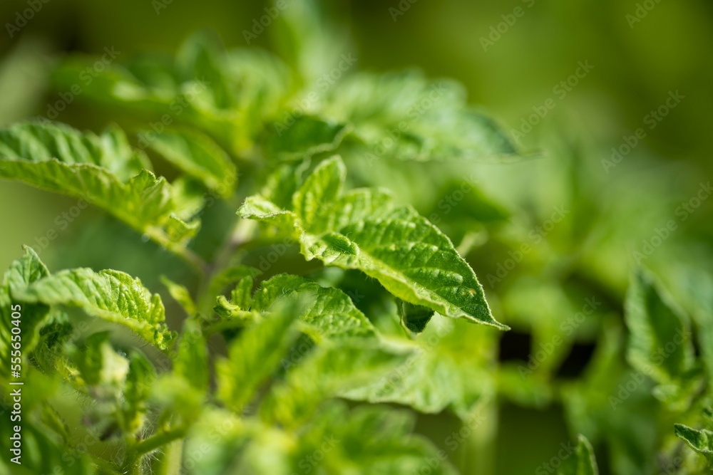 vegetable garden growing in a house in australia vegetable garden growing in a house in australia