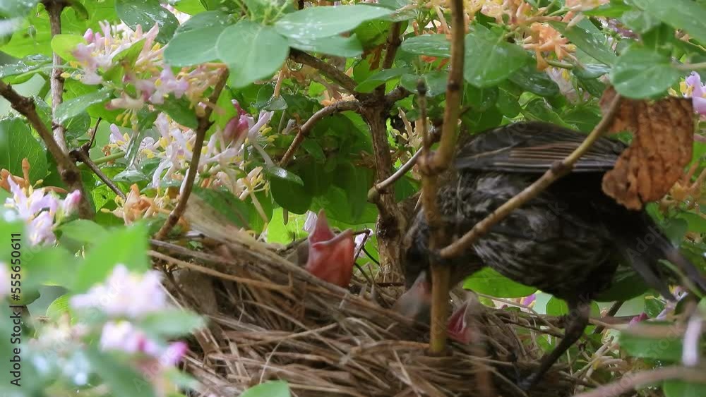 Close-up of female red-winged blackbird landing and feeding nestlings Close-up of female red-winged blackbird landing and feeding nestlings