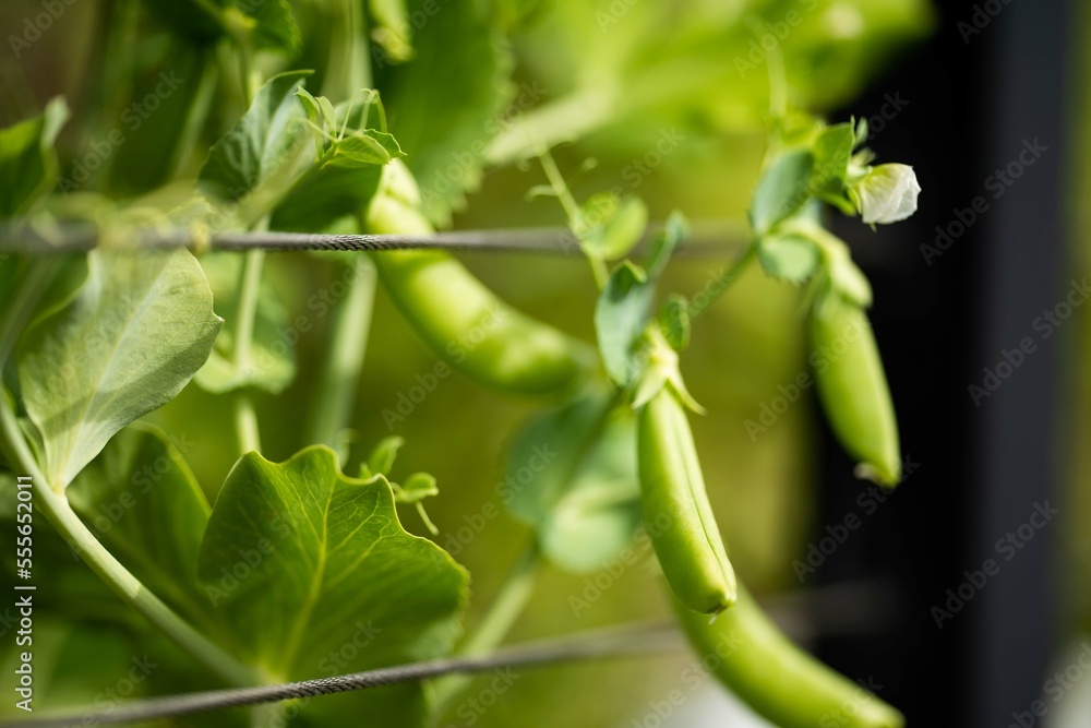 potatoes growing in a vegetable garden in australia potatoes growing in a vegetable garden in australia