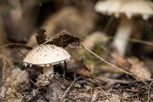 fungi growing in nature. mushroom fruiting body