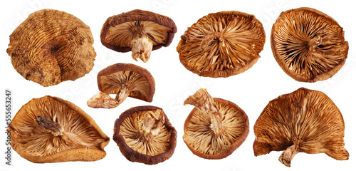 Dried mushrooms Honey fungus (Armillaria mellea) isolated on white background. Collection with clipping path.