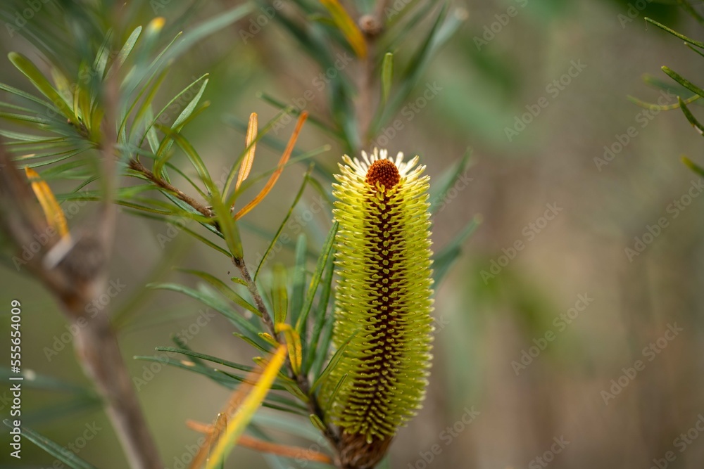 Naklejka premium native banksia flower. native plants flowers in the bush in tasmania australia
