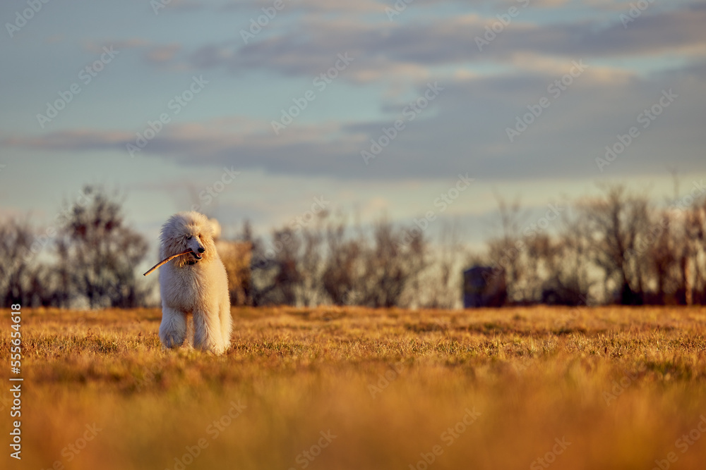 Obraz premium A young royal poodle playing in the field