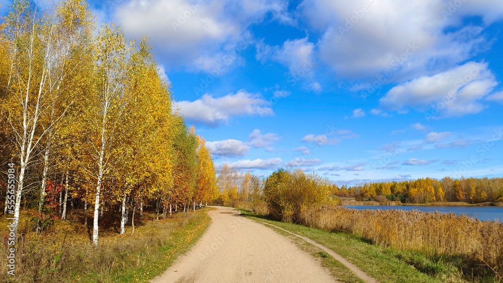The dirt road runs along the grassy shore of the lake, with birch trees growing on it. There are reeds in the water and a forest on the far shore. In the fall, there are yellow leaves on the trees