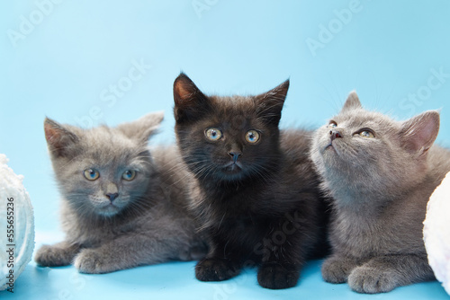 Kittens on a blue background with balls of soft yarn nearby.