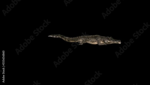 Crocodile Alligator Attack Transparent Alpha Loop video