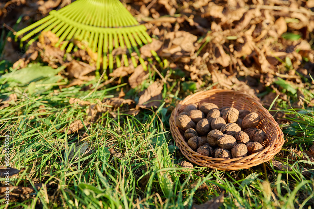 Close-up of ripe walnuts in basket under walnut tree, rake with bunch of leaves Close-up of ripe walnuts in basket under walnut tree, rake with bunch of leaves