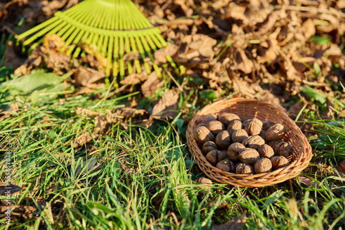 Close-up of ripe walnuts in basket under walnut tree, rake with bunch of leaves © Valerii Honcharuk