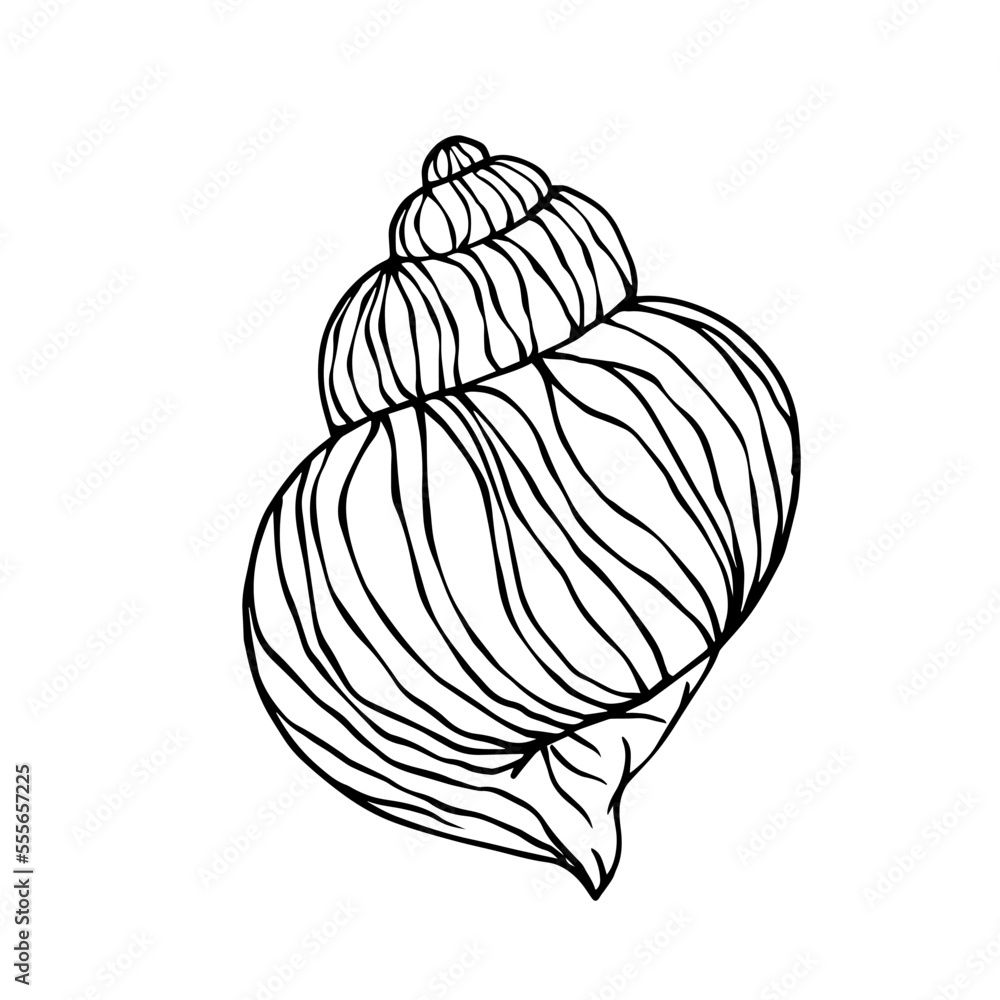 Linear sketch of a seashell.Vector graphics. Linear sketch of a seashell.Vector graphics.
