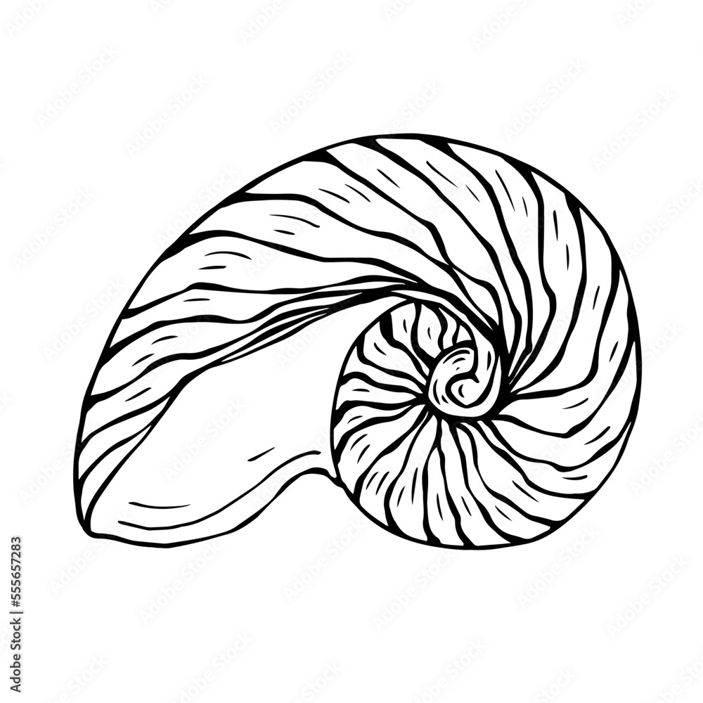 Linear sketch of a seashell.Vector graphics. Linear sketch of a seashell.Vector graphics.