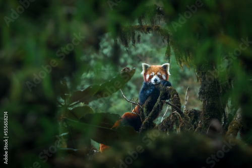 A red panda adult female rests on a mossy oak nut branch at Singalila, Nepal photo
