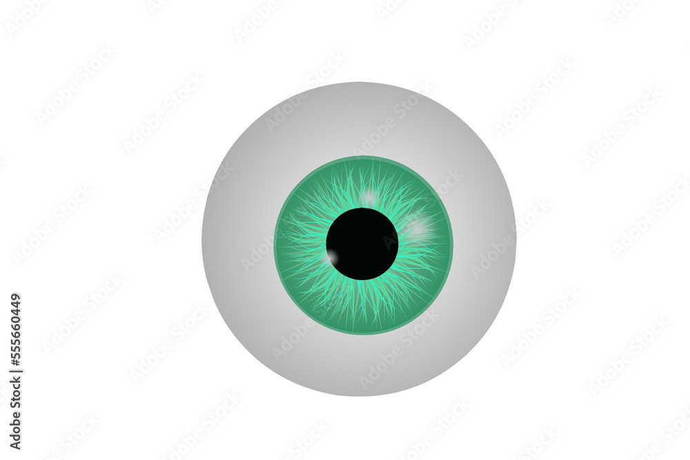 realistic human eyeball. eye with bright green, illustration of eye ball isolated at transparent background. PNG illustration realistic human eyeball. eye with bright green, illustration of eye ball isolated at transparent background. PNG illustration