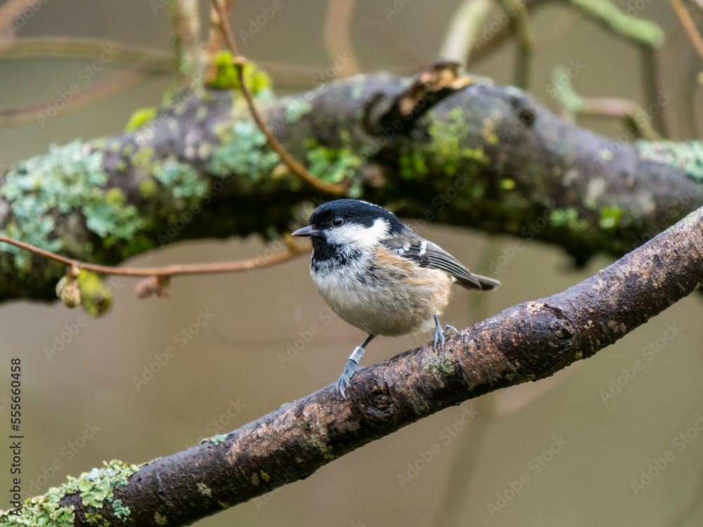 Naklejka premium Coal Tit perched on a Branch