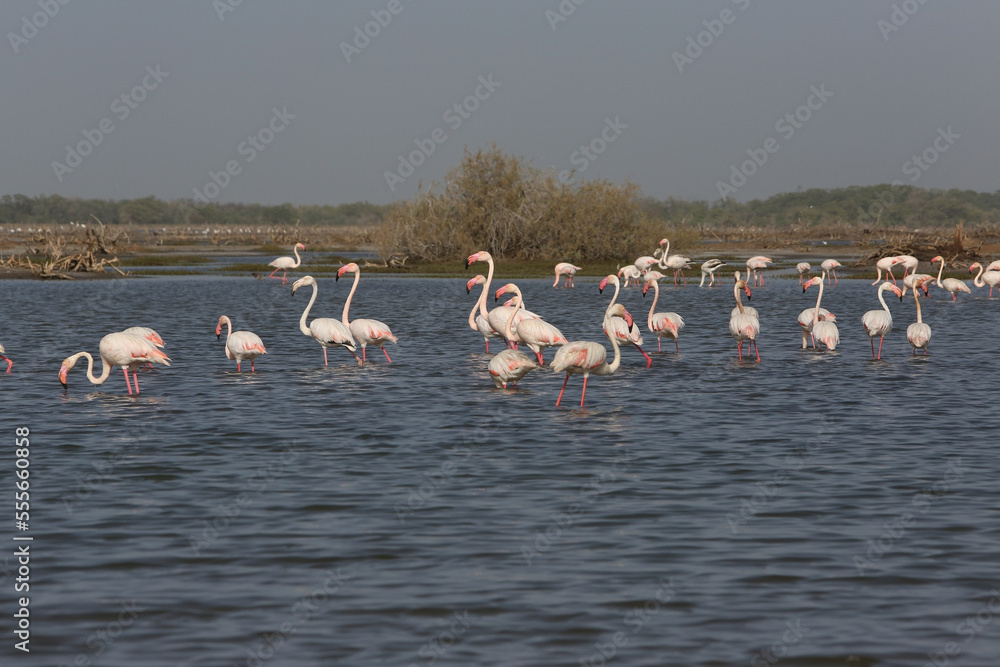 Flamingo. Djoudj National Bird Sanctuary. Flamingos in Senegal, Africa. African birds. Flamingos in Djoudj national park, reserve Senegal, Africa. African landscape, scenery. Senegalese nature