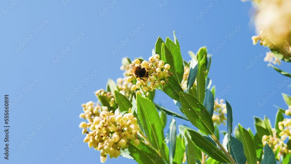 Bumblebee feeding on a strawberry tree flower. Bug pollinate blooming Strawberry tree (Arbutus Unedo) in autumn in Sicily, Italy. Springtime morning freshness mood in blossom garden. Biodiversity. Bumblebee feeding on a strawberry tree flower. Bug pollinate blooming Strawberry tree (Arbutus Unedo) in autumn in Sicily, Italy. Springtime morning freshness mood in blossom garden. Biodiversity.