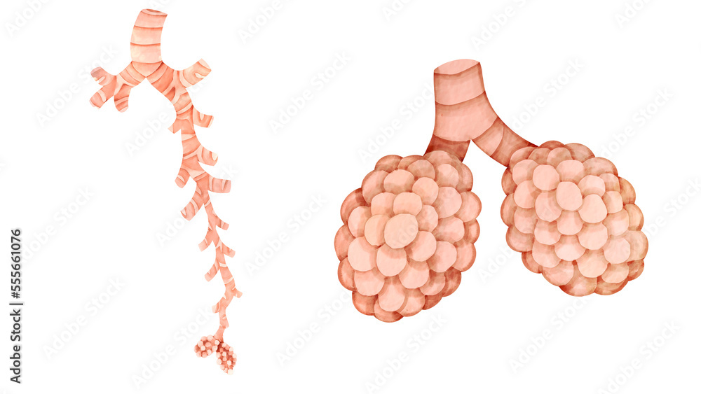 ヒトの気管支と肺胞の水彩風イラストセット Stock Illustration | Adobe Stock