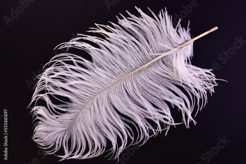 Large white ostrich feather on a black background.
