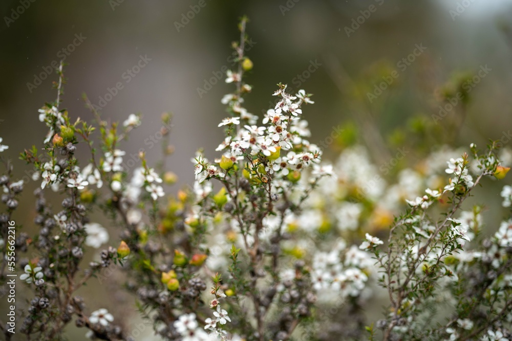 native plants with yellow flowers growing in the bush in tasmania australia native plants with yellow flowers growing in the bush in tasmania australia