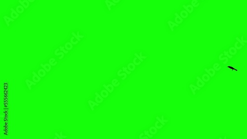 Crows or Raven Birds Sitting and Jumping to Take Off and Flying Away on Green Screen - Variation Pack