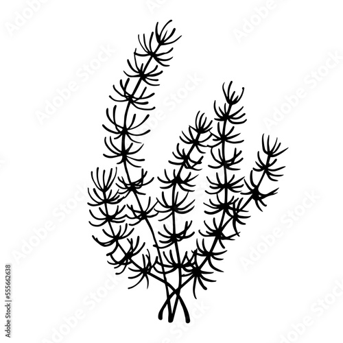 Set of line sketches of various seaweeds.Vector graphics. 