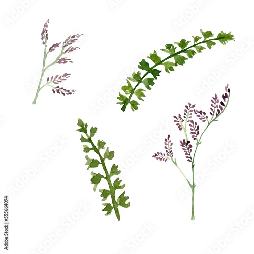 Green plant leave flower violet sketch watercolor 