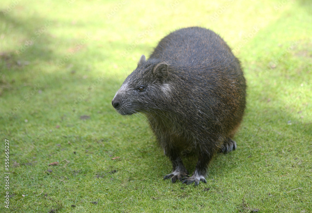 Cuban hutia (Capromys pilorides) sitting in the green grass Cuban hutia (Capromys pilorides) sitting in the green grass