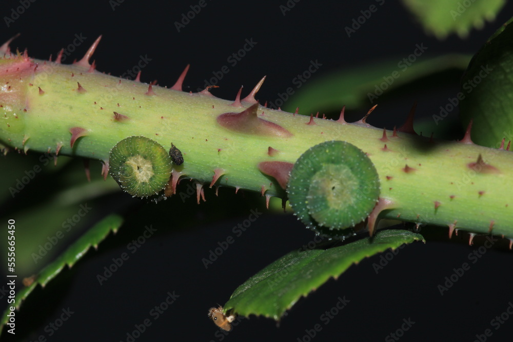 bruco mangia rose caterpillar macro photo bruco mangia rose caterpillar macro photo