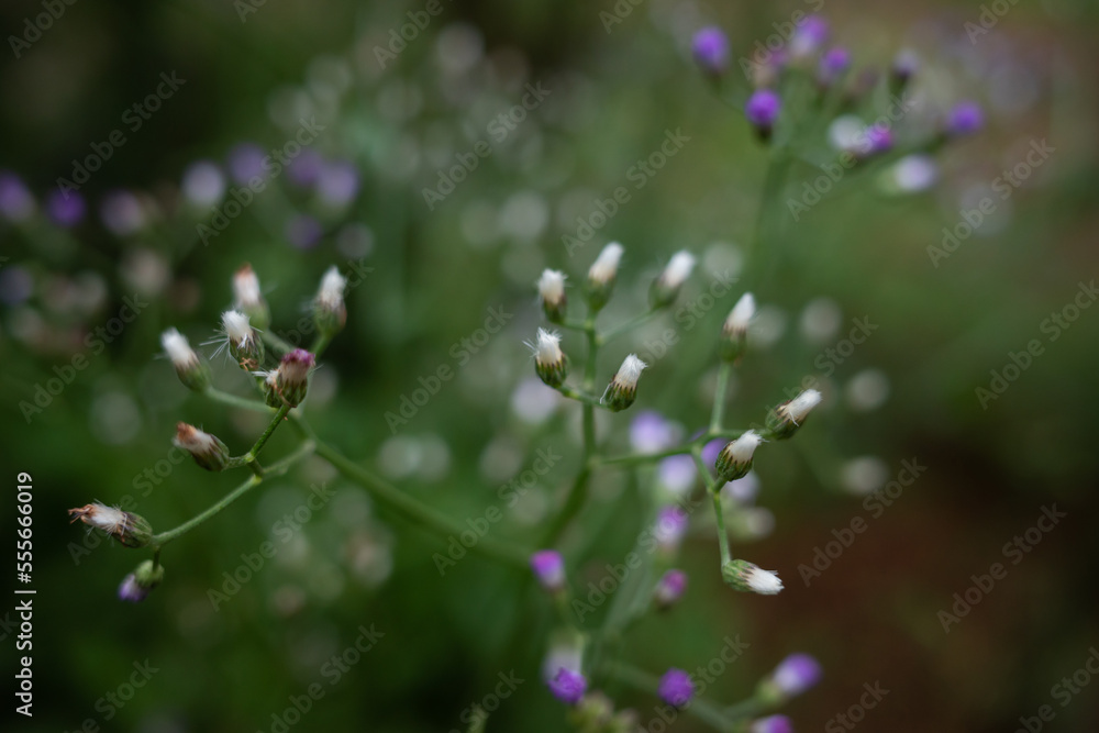 Cyanthillium is a genus of tropical plants in the ironweed tribe in the sunflower family