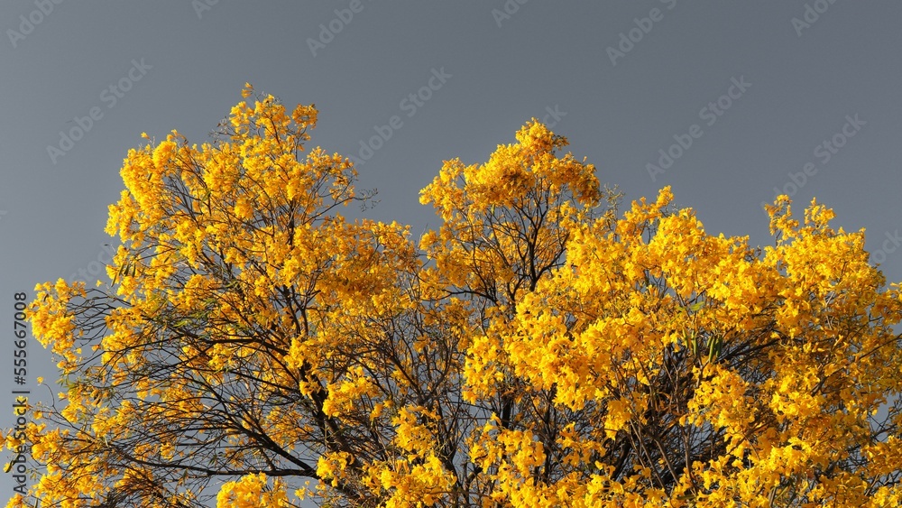 Fototapeta premium yellow ipe with gray sky