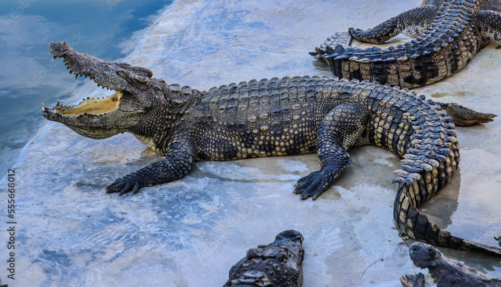 Obraz premium Close-up portrait of crocodile is opening its mouth at the crocodile farm in Thailand Zoo