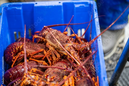 unloading a fishing boat and using scales to weight lobster. Catching live Lobster in America. Fishing crayfish in Tasmania Australia. ready for chinese new year