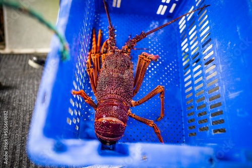 fish market with fish and crustations. seafood