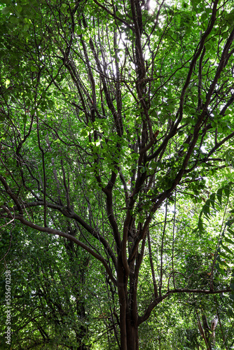 BRAZILIAN CAATINGA BIOME TREES