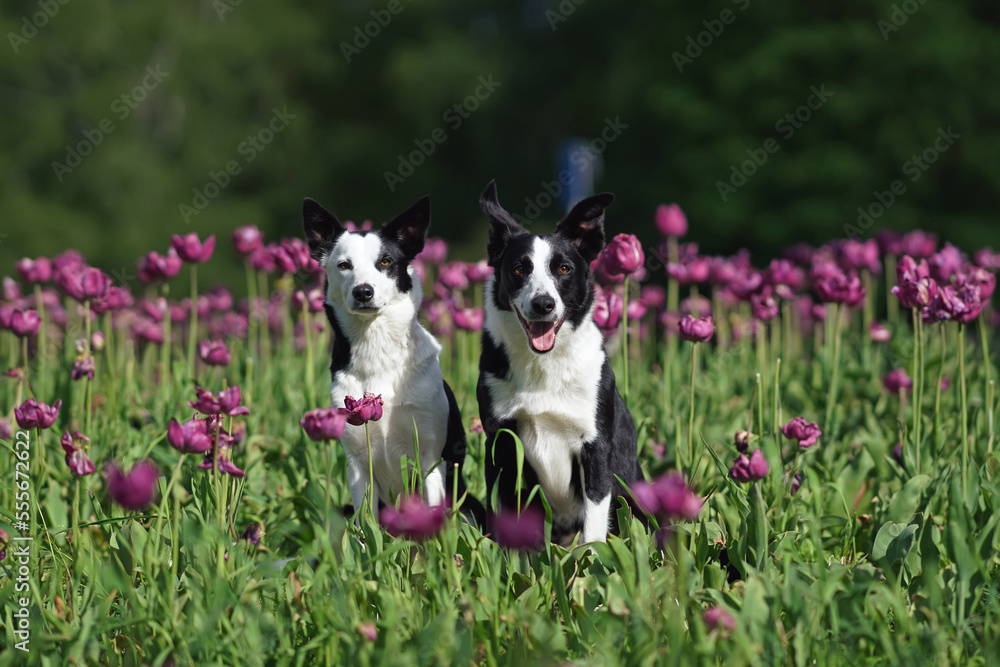 Two adorable black and white short-haired Border Collie dogs (male and female) posing together sitting in a garden with purple tulip flowers in summer