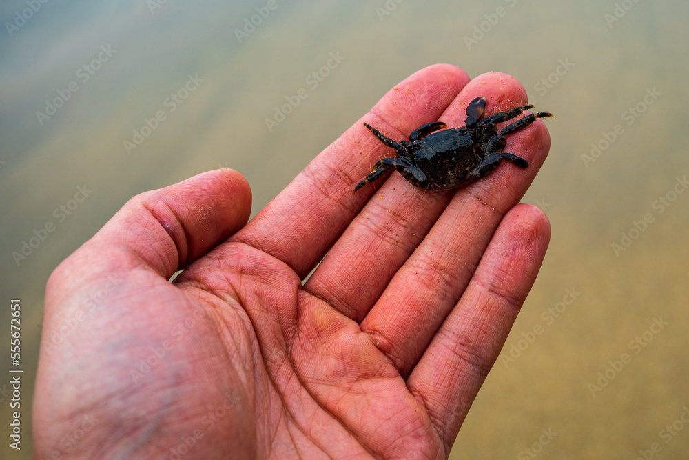 small marble crab on the palm of your hand.