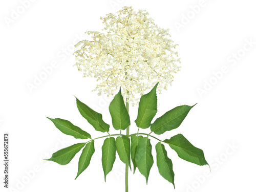 White flower of black elder tree isolated  Sambucus