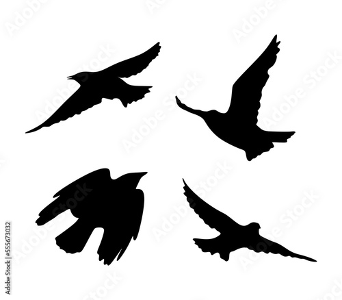 Set of silhouettes of crows isolated. Collection of different birds position in black. vector eps10