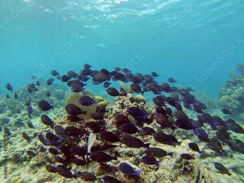 School of black fish on the reef  off the coast of Utila  Honduras