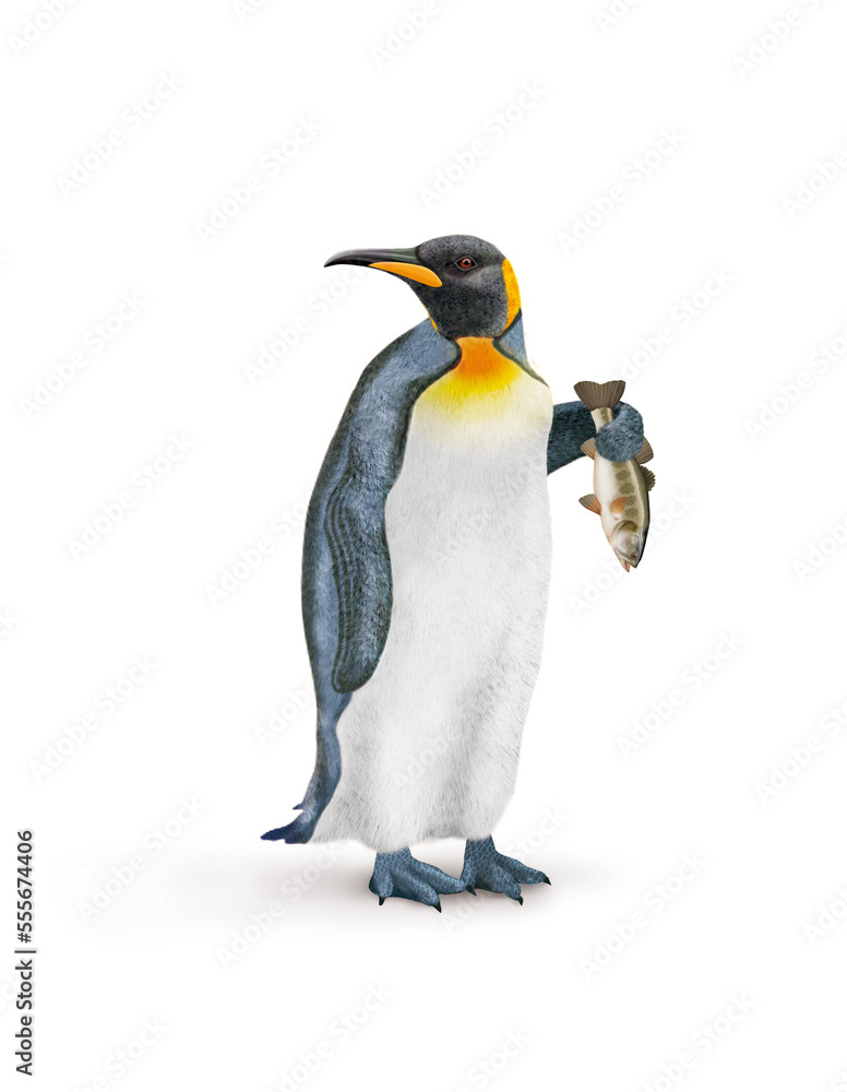 Fototapeta premium , manchot, poisson, black basse dans la main, pêché, oiseau, animal, antarctique, faune, froid, nature, empereur, blanc, neige, hiver, frigide, arctique, joli