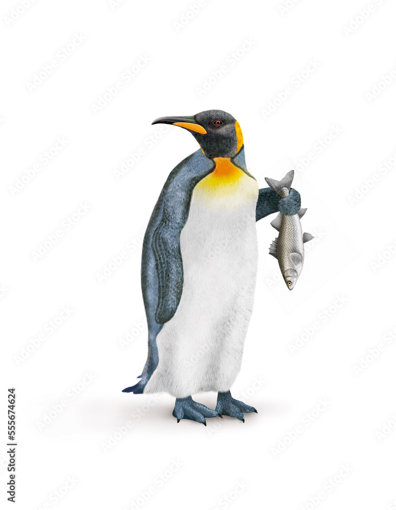 Fototapeta premium manchot , poisson, bar dans la main, pêché, oiseau, animal, antarctique, faune, froid, nature, empereur, blanc, neige, roi, hiver, frigide, arctique, joli