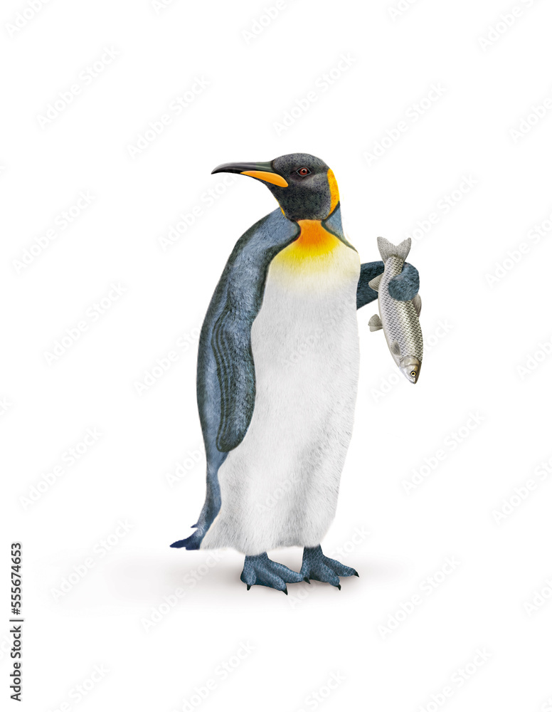 Fototapeta premium manchot royal, poisson, amour à la main, pêché, oiseau, animal, antarctique, faune, froid, nature, empereur, blanc, neige, roi, hiver, frigide, arctique, joli