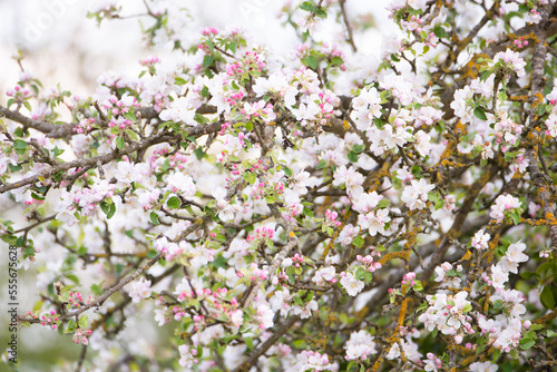 Apple tree with blossom in the spring, blue sky, springtime season, botanic
