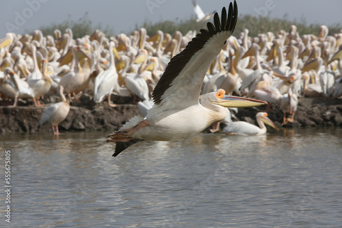 Pelicans. Djoudj National Bird Sanctuary. Pelican fly over ocean in Djoudj national park, reserve Senegal, Africa. African landscape, scenery. Senegalese nature. Bird, pelican in Senegal. Pelican bird © Sergey