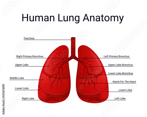 Human lung anatomy illustration, design for medical vector