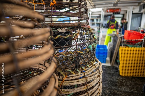 Catching live Lobster in America. Fishing crayfish in Tasmania Australia. ready for chinese new year